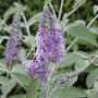 Buddleja 'Lochinch' 60-80 cm 10L