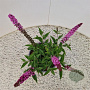 Buddleja 'Pink Micro Chip' 25-30 cm 3,0L
