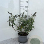 Buddleja 'White Ball' 40-60 cm 5,0L
