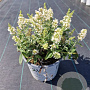 Buddleja White Chip 30-40 cm 7,5L