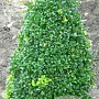 Buxus microphylla 40-50 cm met kluit piramide