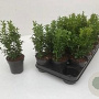 Buxus sempervirens 20-25 cm P9