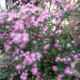 Calliandra surina. 'Dixie Pink' 10-12 HO 40L