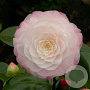 Camellia japonica 125-150 cm container meerstammig solitair