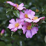 Camellia sasanqua 180-200 cm container meerstammig solitair