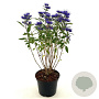 Caryopteris cland. Grand Bleu 30-40 cm 2,0L