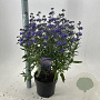 Caryopteris cland. 'Thetis' 40-50 cm 5,0L