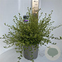 Ceanothus El Dorado 40-50 cm 5,0L