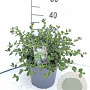 Ceanothus griseus 'Yankee Point' 40-50 cm 5,0L