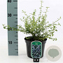 Ceanothus thyrsiflorus repens 25-30 cm 2,0L