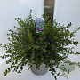 Ceanothus thyrsiflorus repens 40-50 cm 5,0L