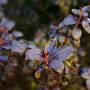 Ceanothus 'Tuxedo' 40-50 cm 5,0L