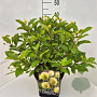 Cephalanthus occidentalis 35-40 cm 10L