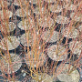Cercidiphyllum japonicum 80-100 cm 7,5L