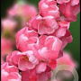 Chaenomeles sup. Pink Trail 40 cm 10L