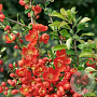 Chaenomeles sup. 'Red Trail' 40 cm 10L