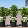 Clethra alnifolia 40-50 cm 3,5L