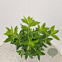 Clethra alnifolia 60-65 cm 3,0L