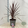 Cordyline aus. 'Red Star' 70-80 cm 12L