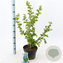 Corylus a. 'Scooter' 60-70 cm 5,0L