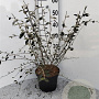 Cotoneaster franchetii 100-125 cm 2,0L
