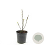 Cotoneaster lucidus 125-150 cm met kluit struik
