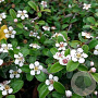 Cotoneaster radicans GM P9