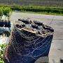 Crataegus monogyna 60-80 cm 5,0L
