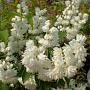 Deutzia cren. 'Pride of Rochester' 25-30 cm 2,0L