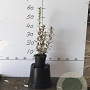 Deutzia gracilis 30-40 cm C1.5