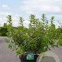 Deutzia gracilis 60-80 cm 10L