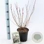 Deutzia scabra 40-50 cm 2,0L