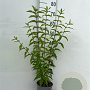 Deutzia scabra 60-80 cm 2,0L