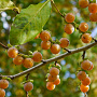 Diospyros lotus 20-25 HO draadkluit 250 cm stam