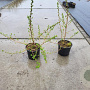 Escallonia 'Donard Seedling' 20-25 cm 5,0L
