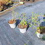 Escallonia 'Donard Seedling' 30-40 cm 5,0L