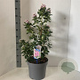 Escallonia laevis Pink Elle 25-30 cm 7,5L