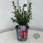 Escallonia Red Tower 20-25 cm 2,0L