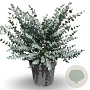 Eucalyptus gunnii Azura 160-180 cm 25L