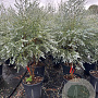 Eucalyptus gunnii Azura 160-180 cm 25L