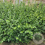 Euonymus fort. 'Coloratus' 30-40 cm C1.5