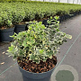 Euonymus fort. 'Emerald Gaiety' GM C3