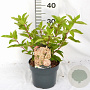 Hydrangea pan. 'Phantom' 40-50 cm 3,0L