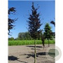 Fagus syl. 'Atropunicea' 14-16 HO draadkluit lei 180x150 200 cm stam