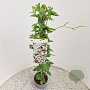 Fallopia baldschuanica 70-80 cm 2,5L