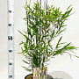 Fargesia nitida 'Black Pearl' 40-60 cm 5,0L