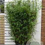 Fargesia nitida 'Volcano' 60-80 cm 3,5L