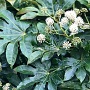 Fatsia japonica 40-60 cm 7,5L