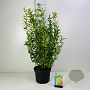 Forsythia int. 'Lynwood' 125-150 cm met kluit struik
