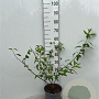 Forsythia int. 'Spectabilis' 60-80 cm 5,0L